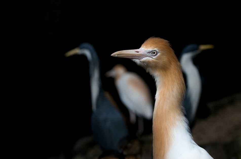 Birdwatching Events in D.C.