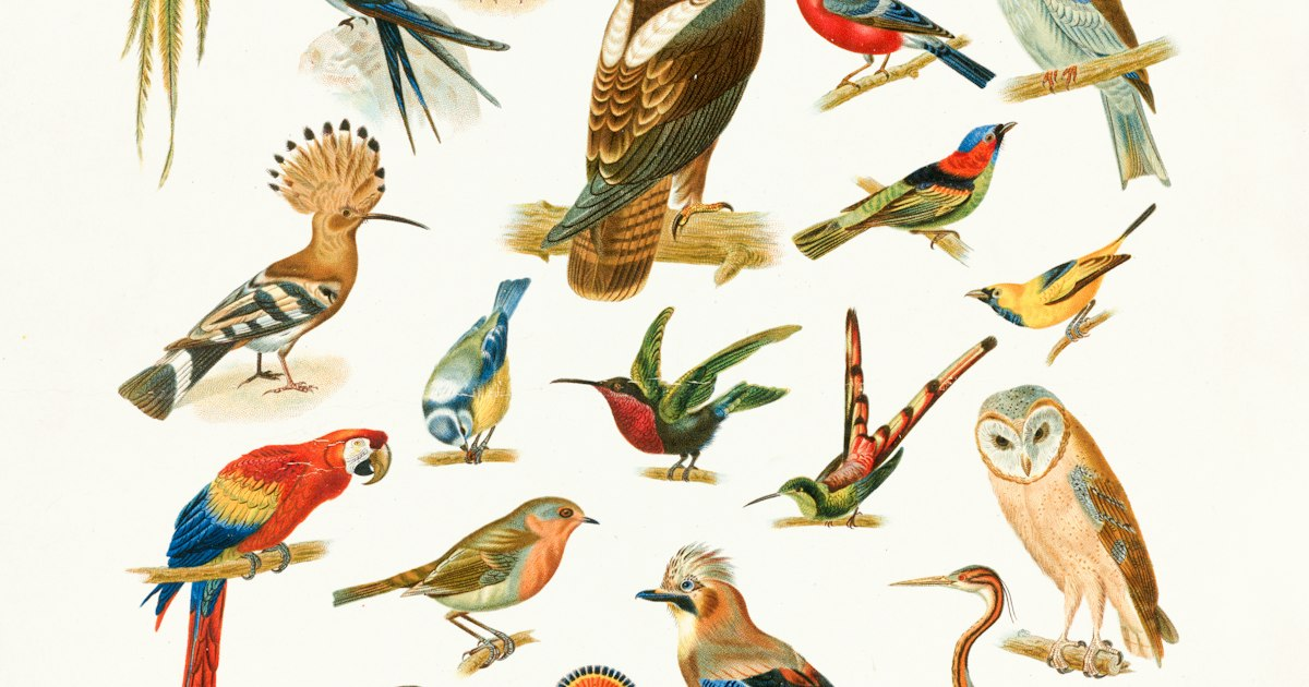 Exploring Washington D.C.’s Bird Diversity